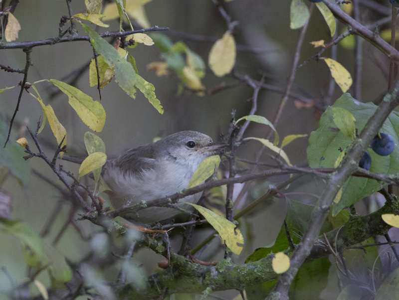 Barred Warbler