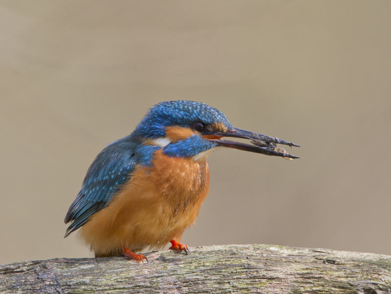 Common Kingfisher