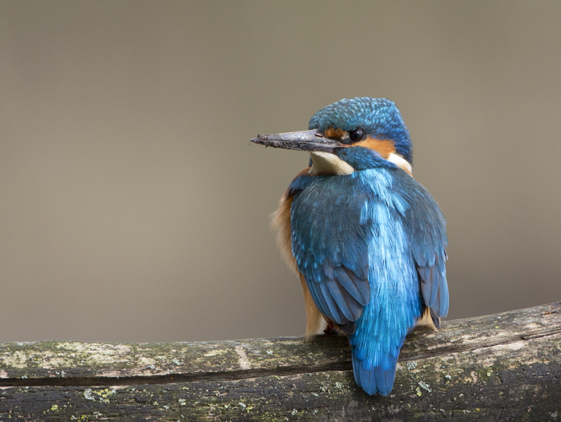 Common Kingfisher