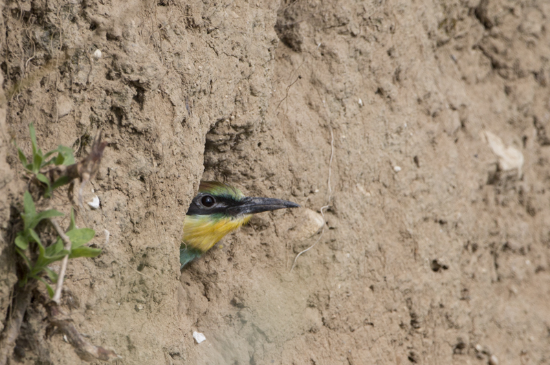 European Bee-eater