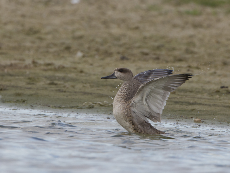 Marbled Duck