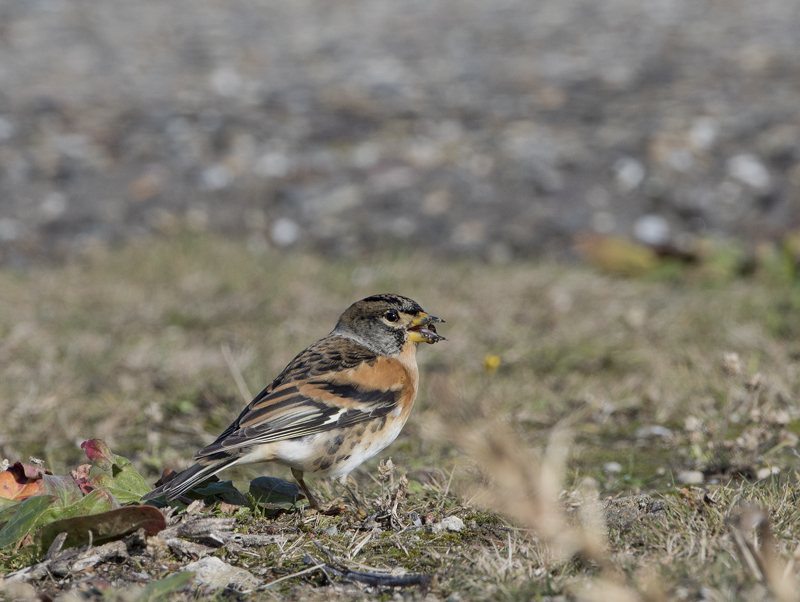 Brambling