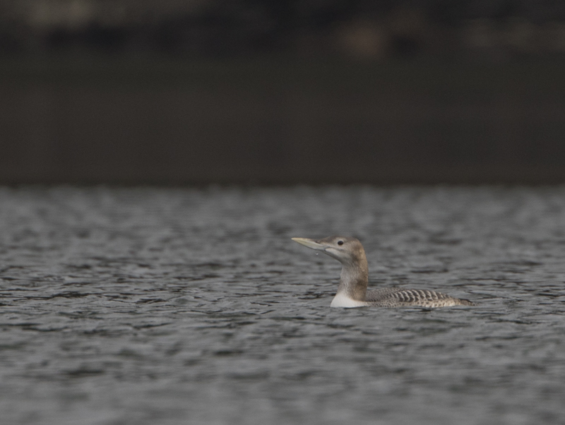 Yellow-billed Diver