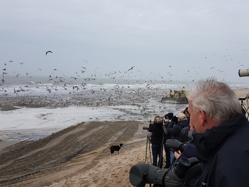 Possible American Herring Gull