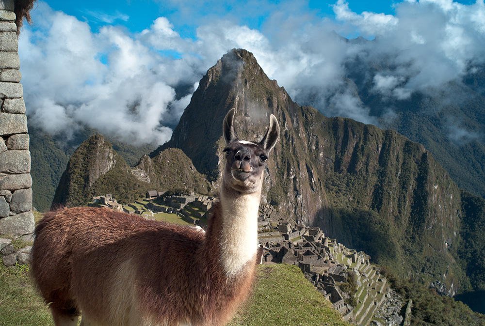 Llama Posing