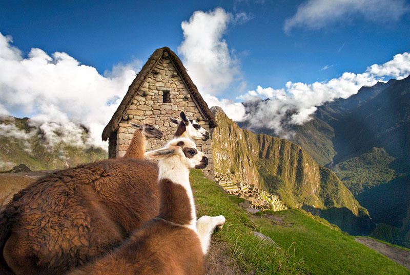 Llamas with Photomatix HDR