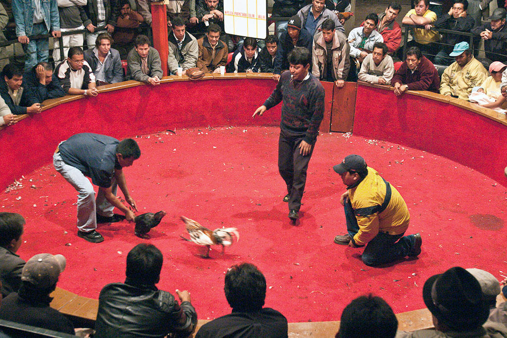 The Cock Fight, III