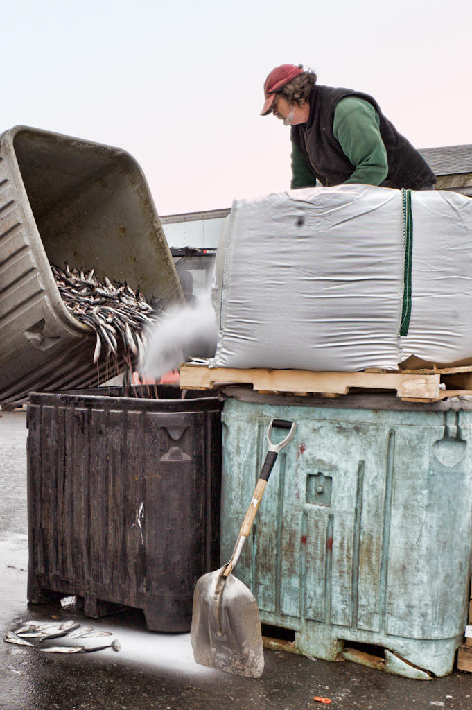 Salting Fish (Vertical)