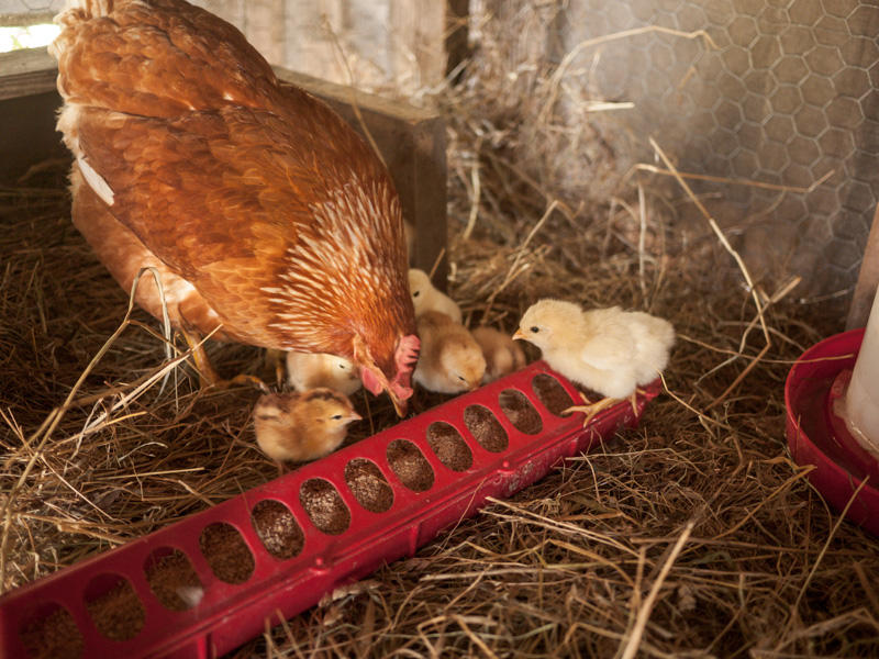 Learning to Eat