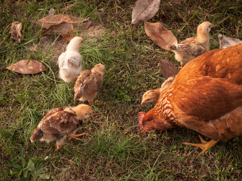 Learning to Forage