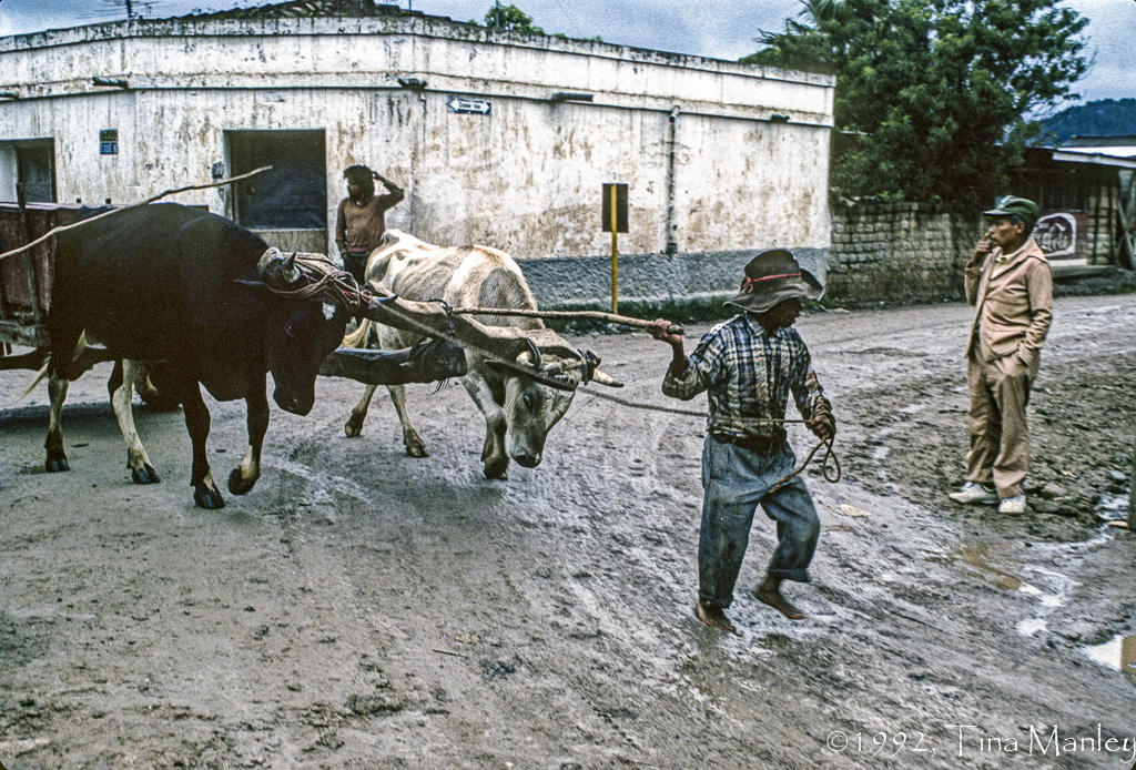 Meat Delivery, II