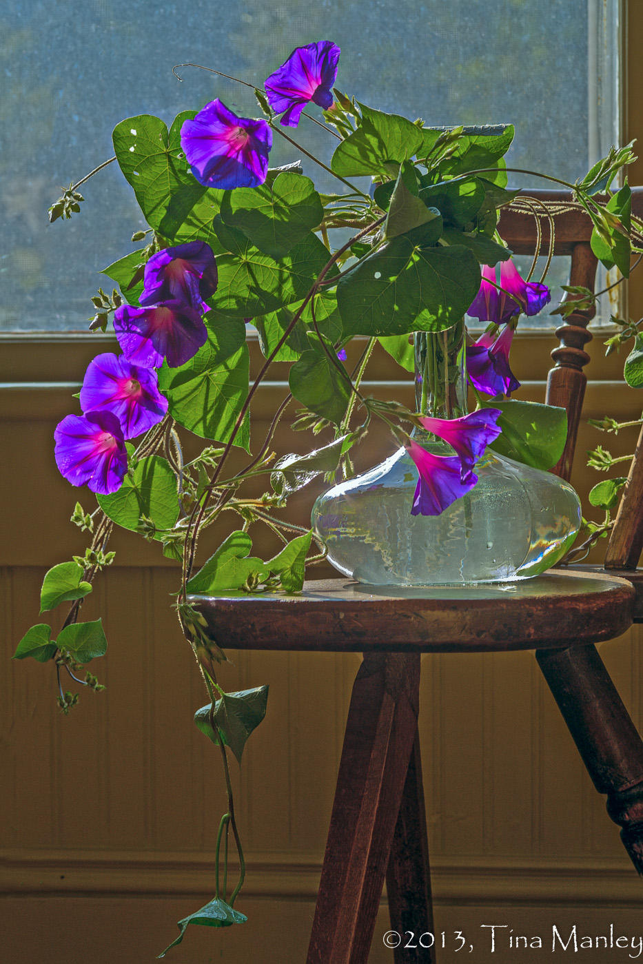 Morning Glories on a Milking Stool