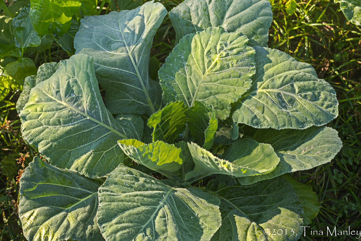 Frost on the Collards!