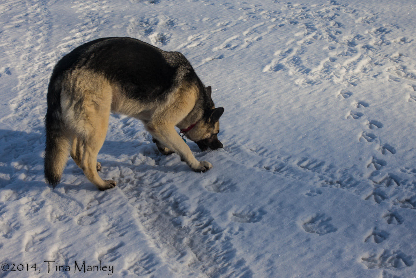 Jasmine Eating Snow!
