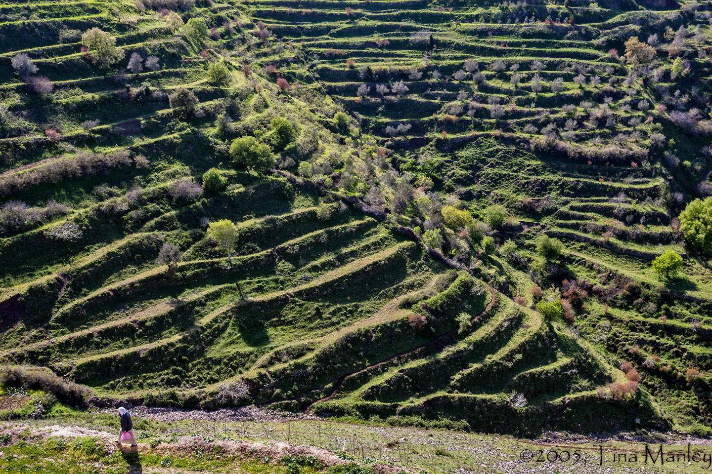 Terraced Olive Groves