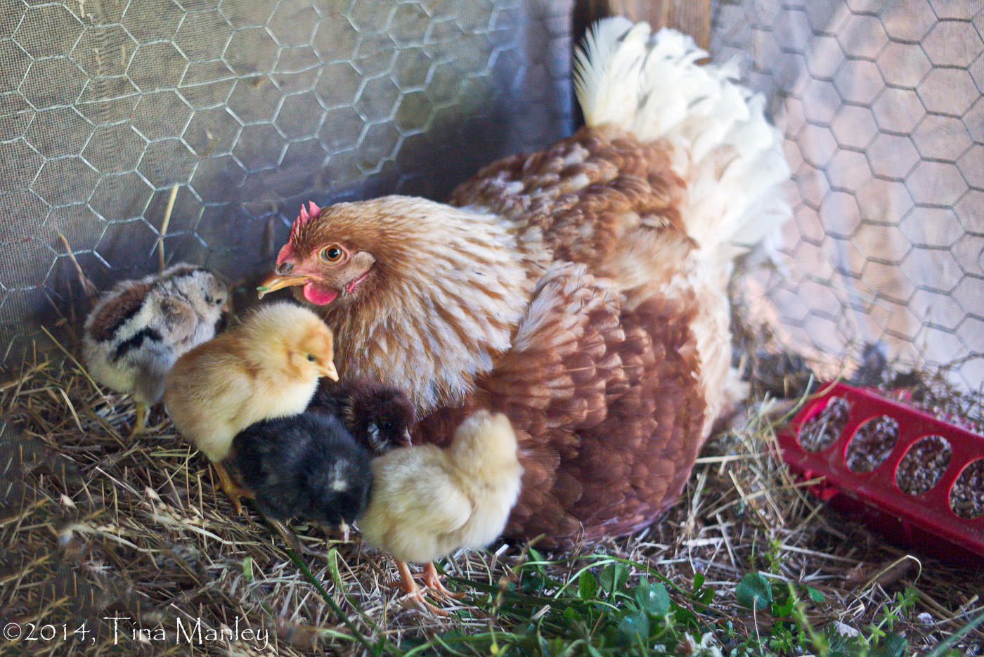 Five New Babies!