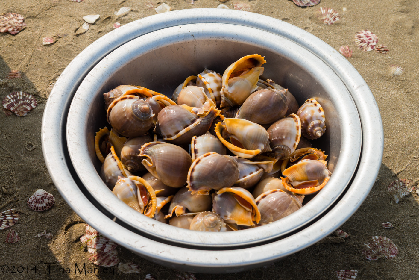 Conch in a Pan