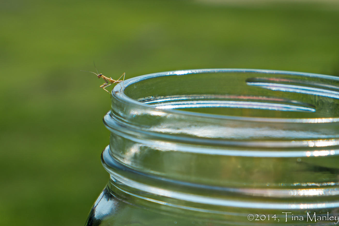 Praying Mantis Baby