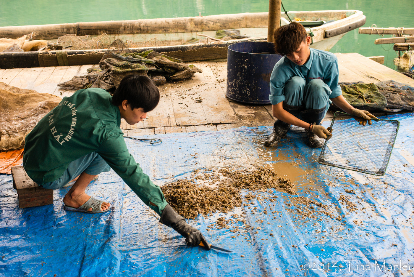 Harvesting Baby Oysters, III