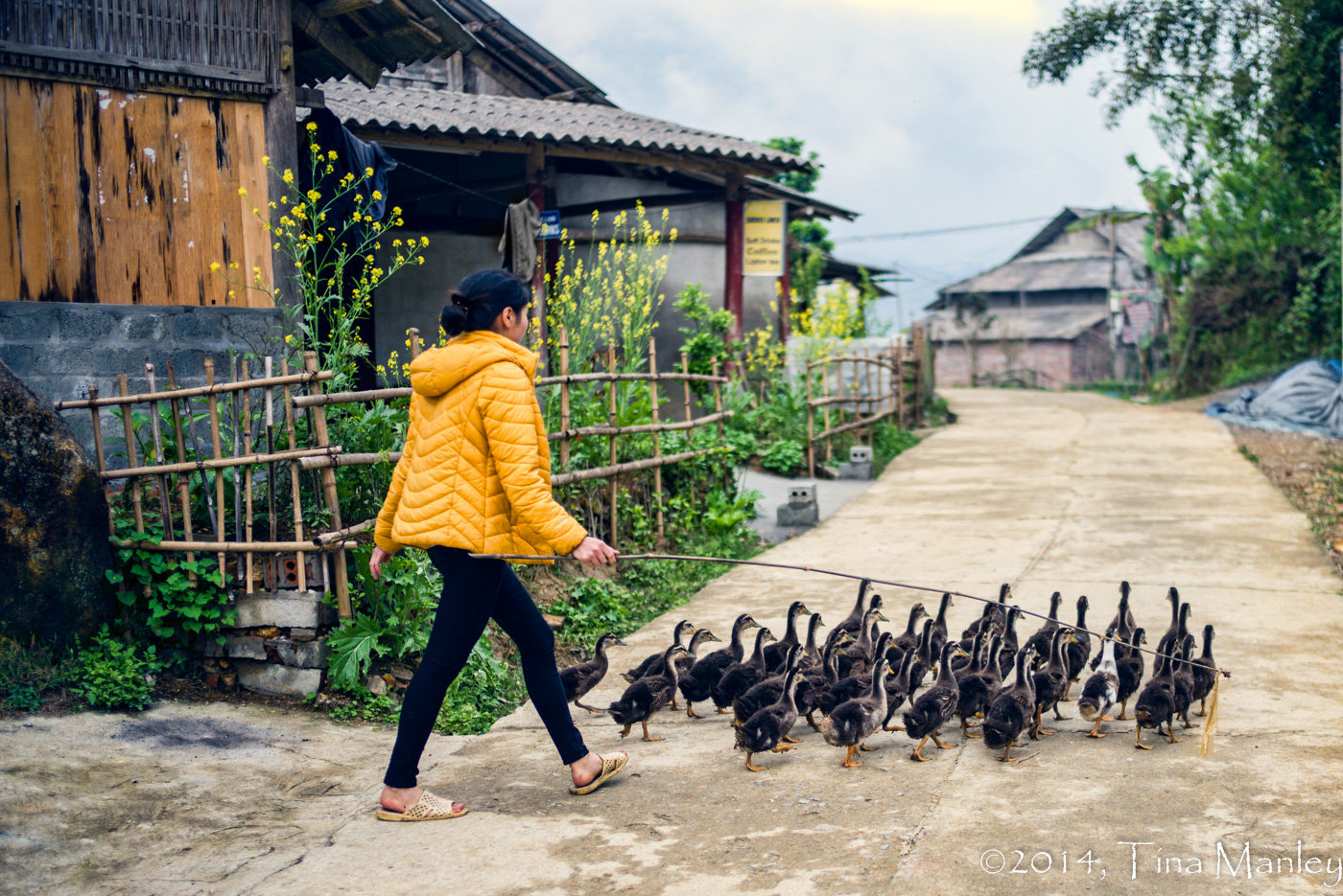 Herding the Ducks