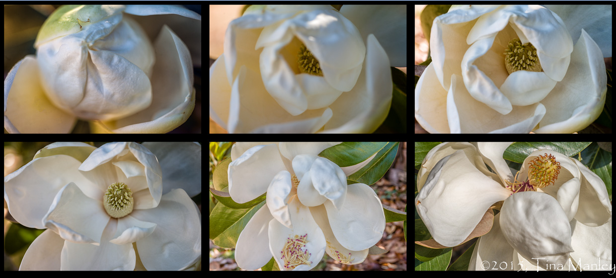 One Day in the Life of a Magnolia Blossom