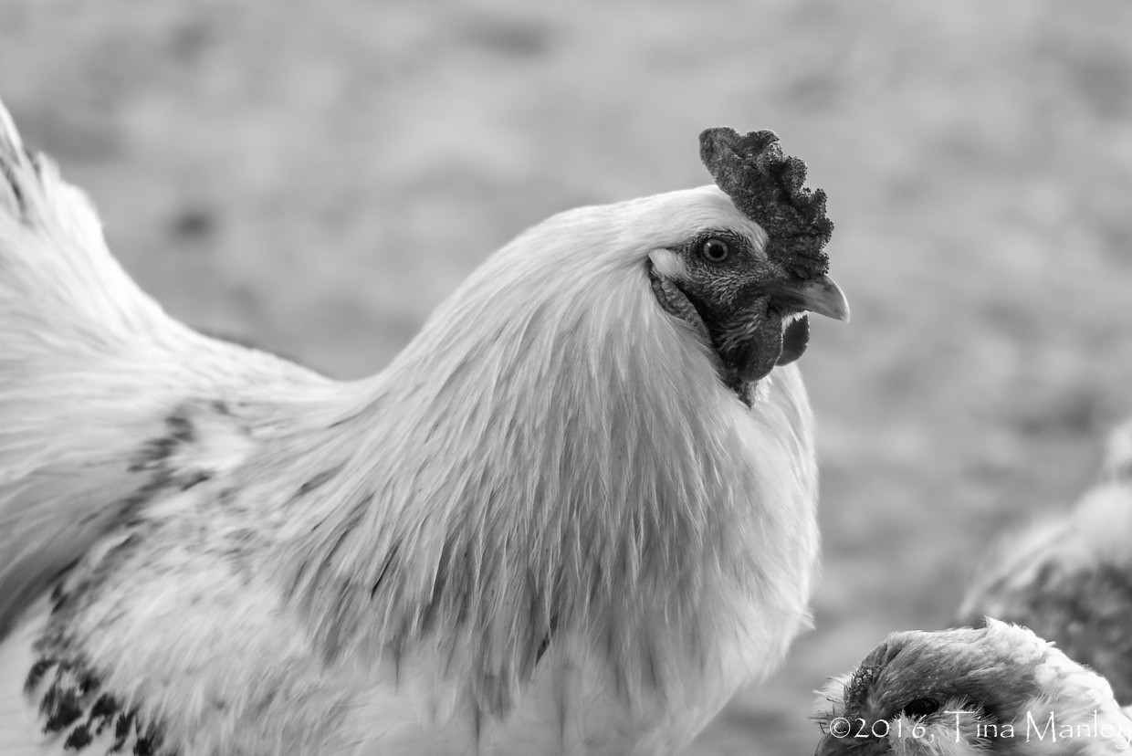 Foghorn