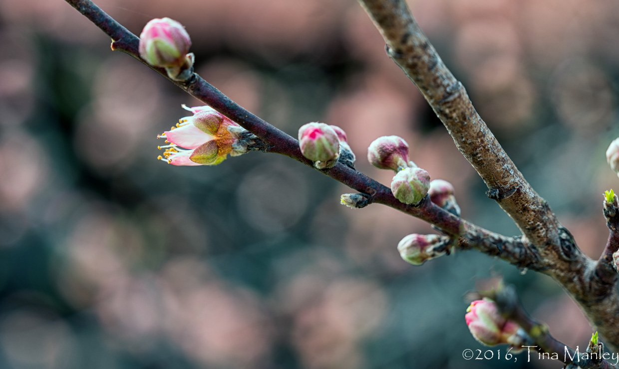 No More Frosts, Please!