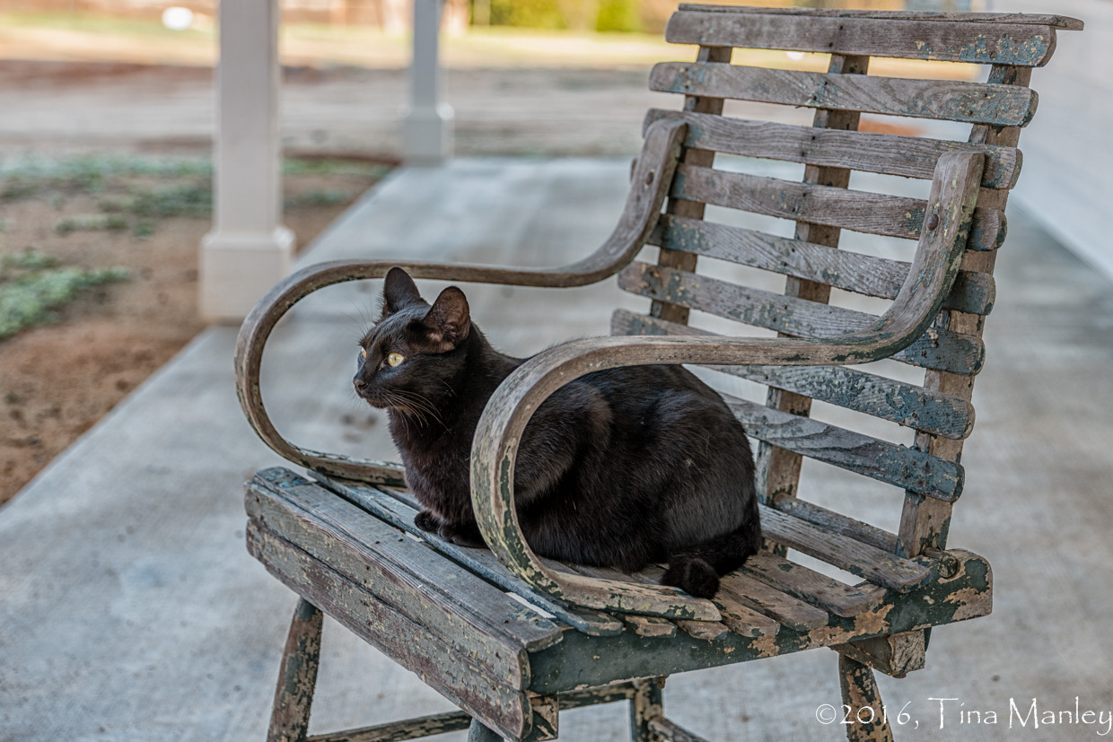 Scout in a Chair