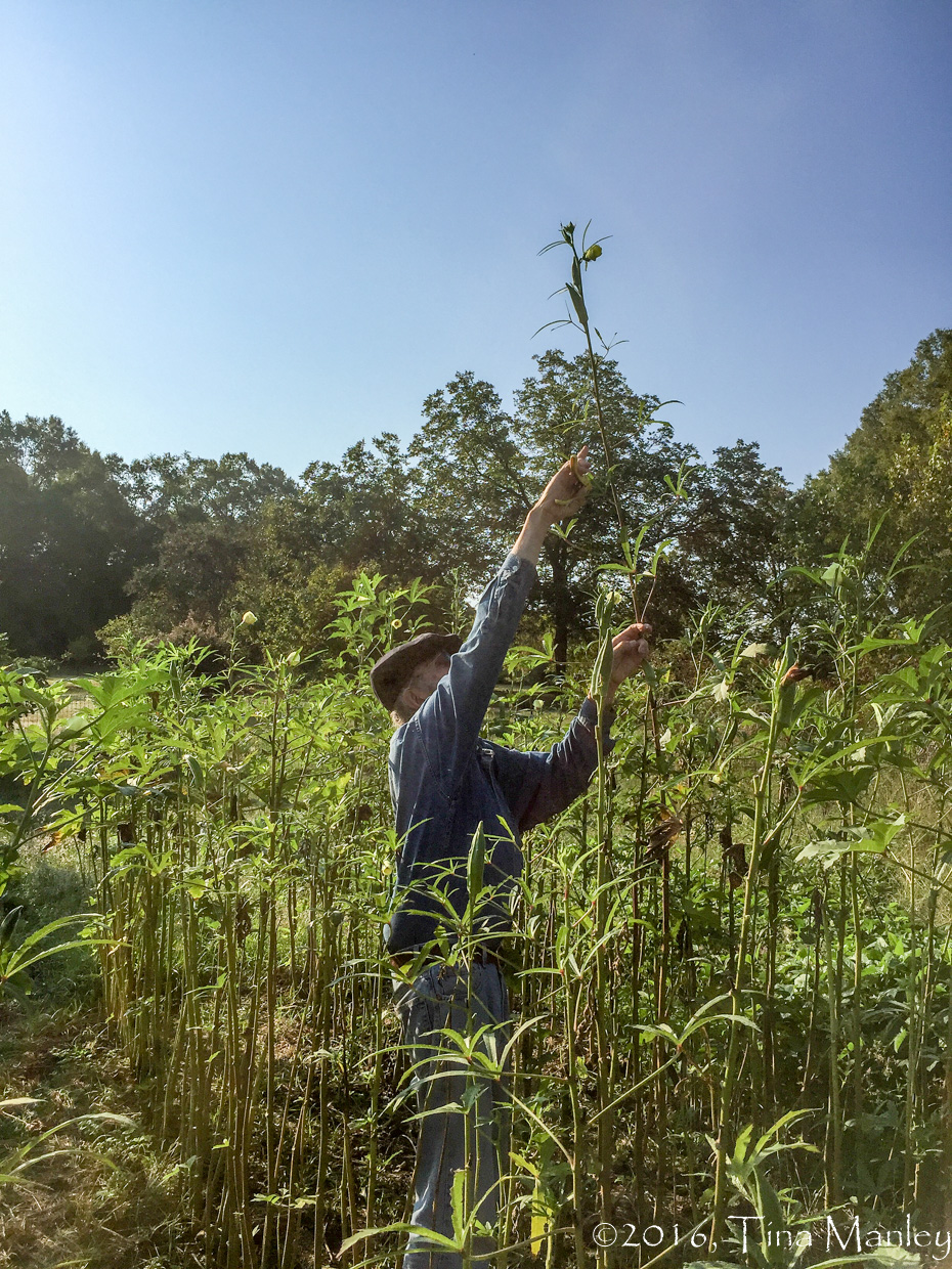 Tall Okra!