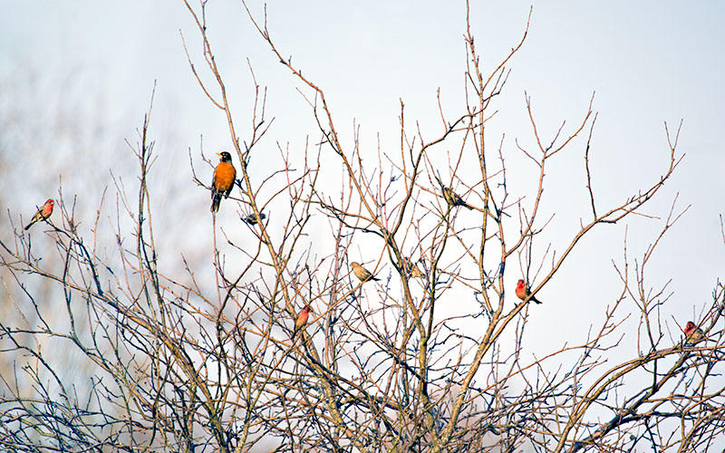 Sunday Birds