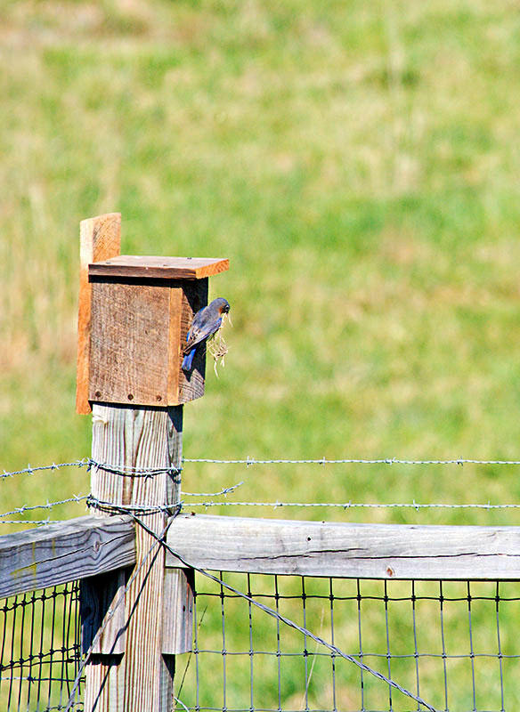 Female Bluebird Moving In