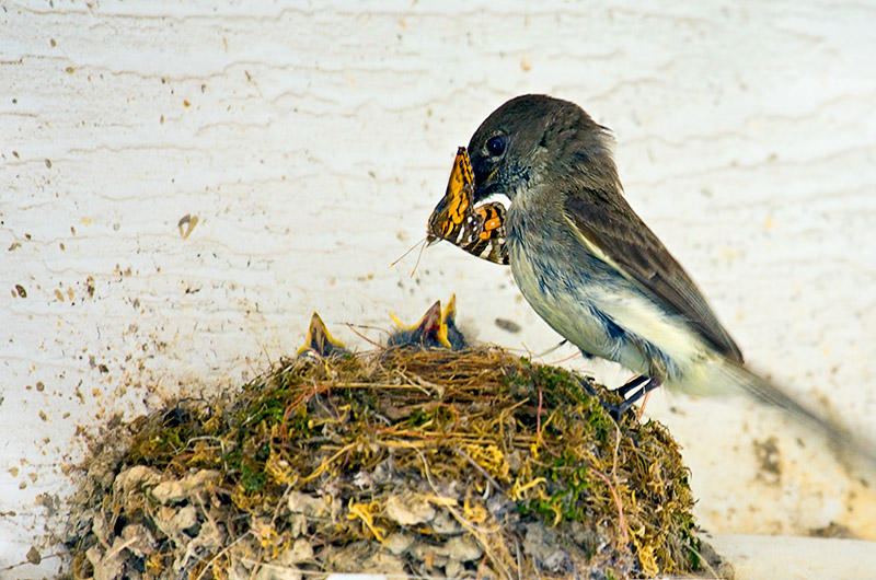 Eastern Phoebe