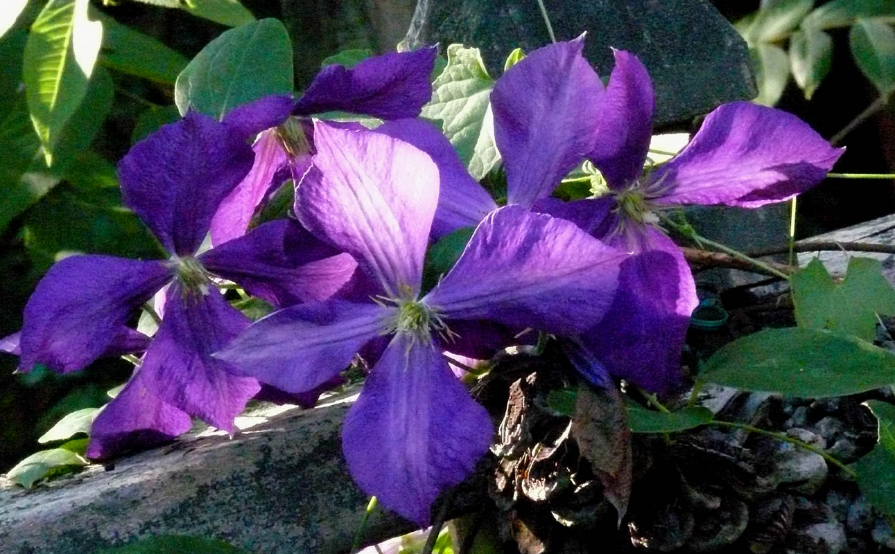 Jackomani Clematis