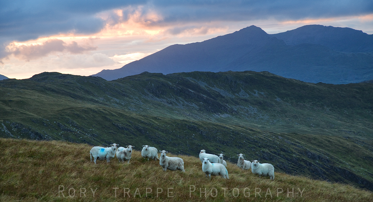 Sheep with Y Lliwedd in the distance.