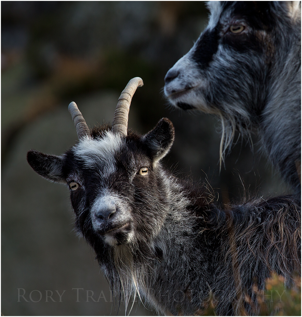 goat grin.jpg