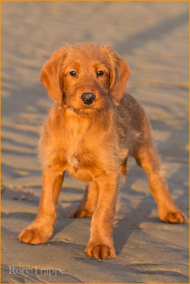 Wil the Labradoodle
