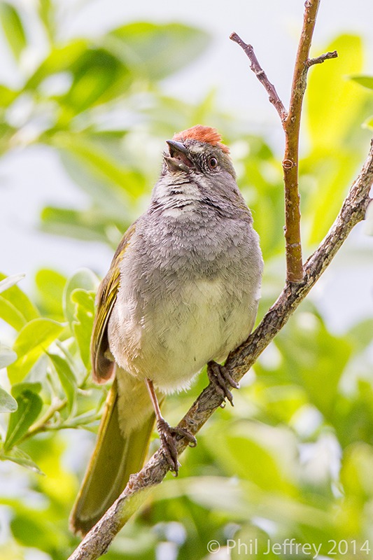 Green-tailed Towhee singing
