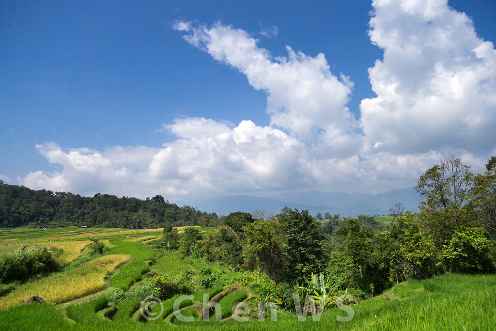 Farmers on the rice fields of Batu Sangkar