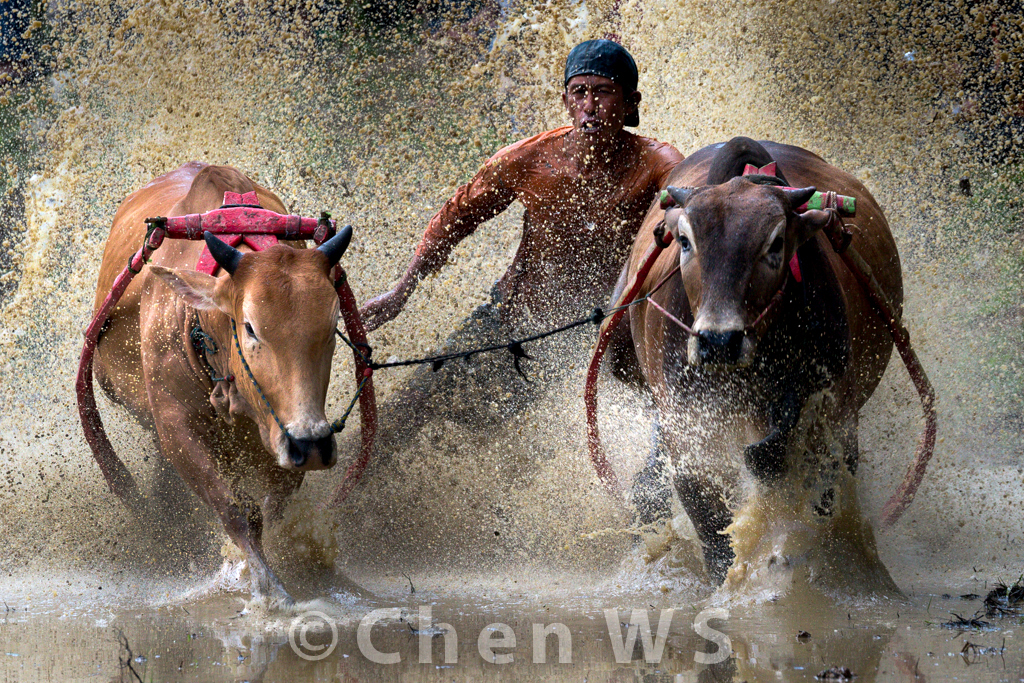 Bull race