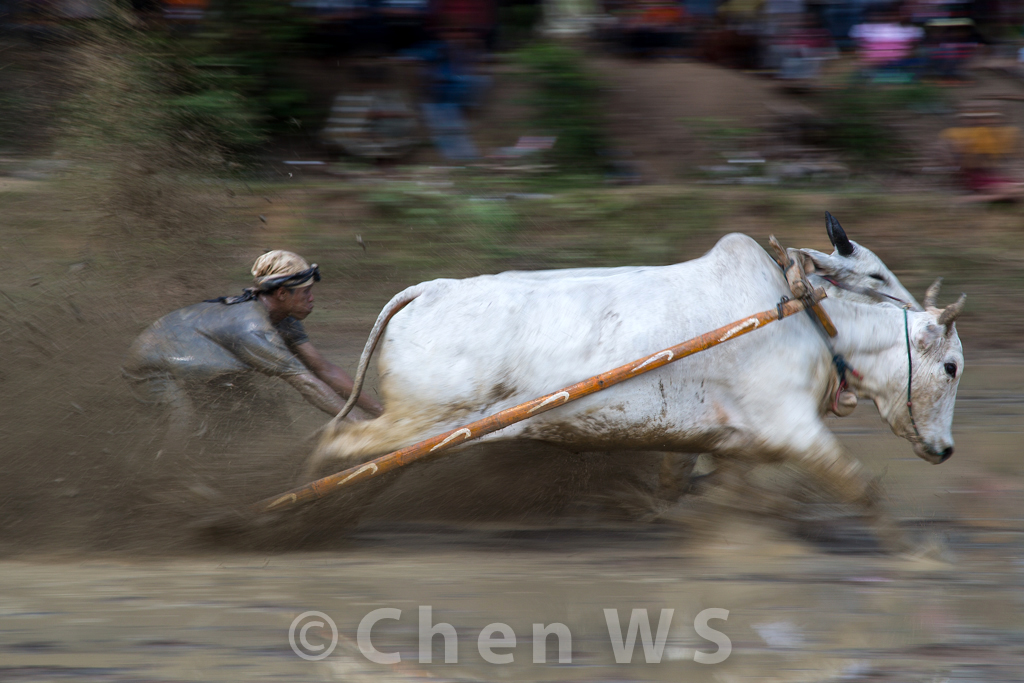 Panning shot of the bull race