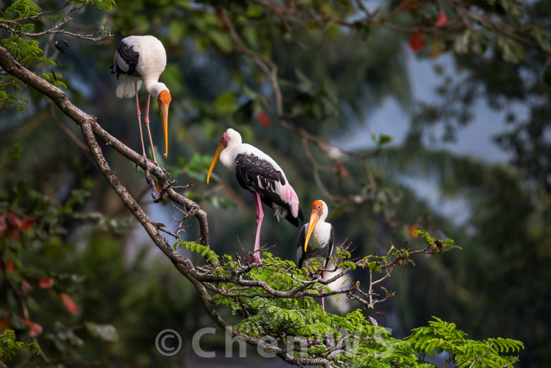 Storks, national zoo Malaysia