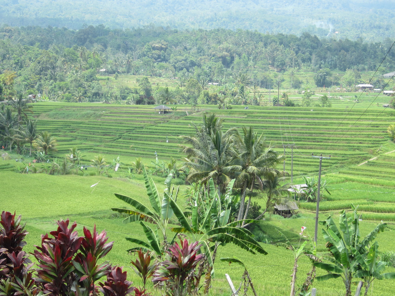 Jatiluwih