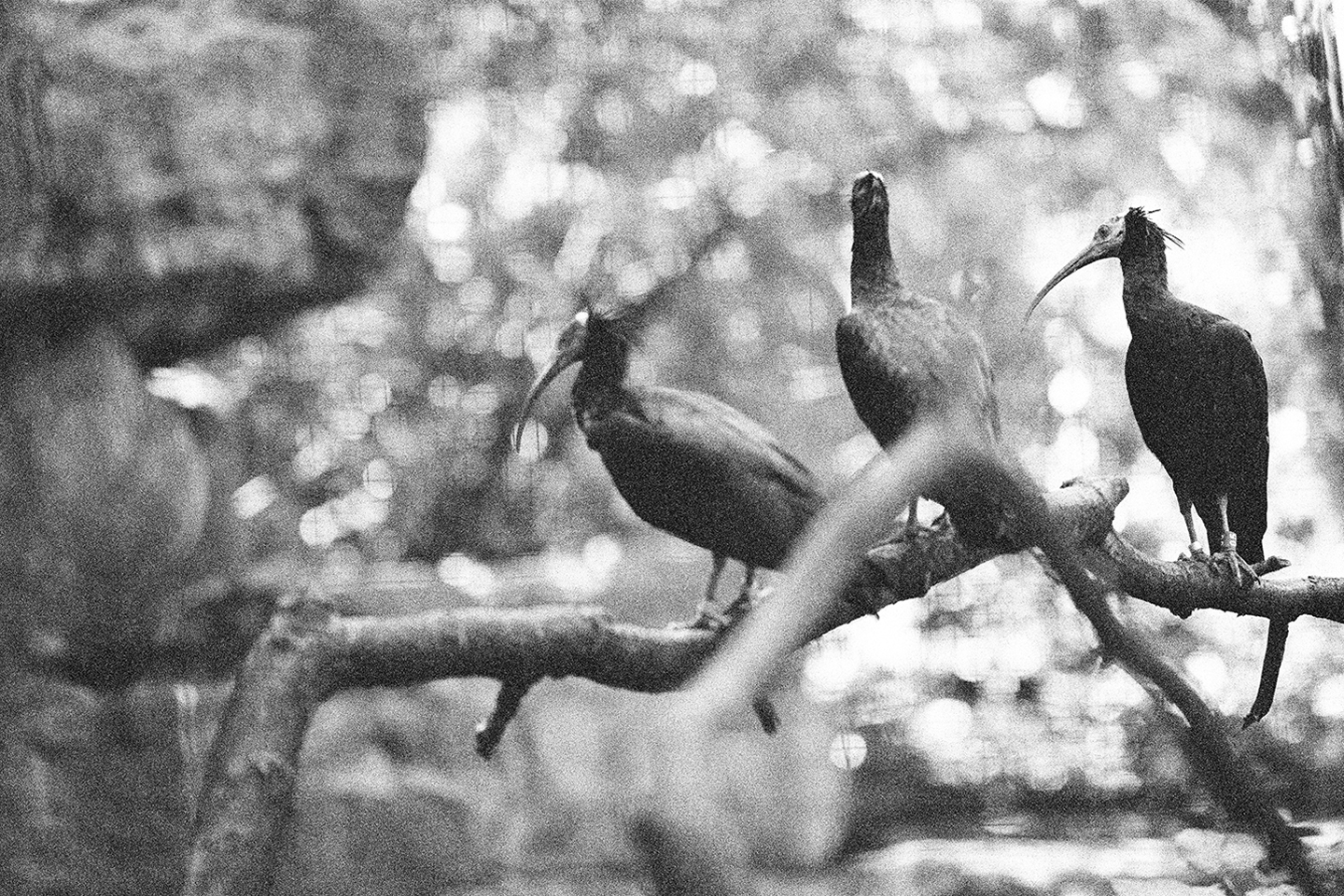 Northern Bald Ibis