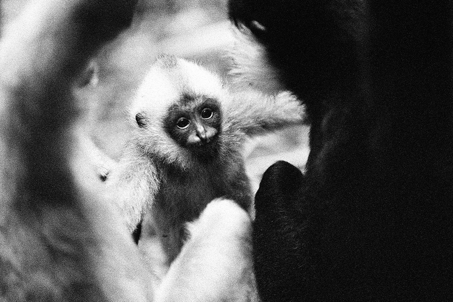 baby Gibbon