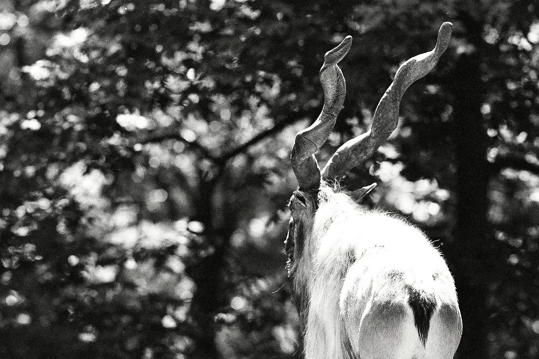 Markhor