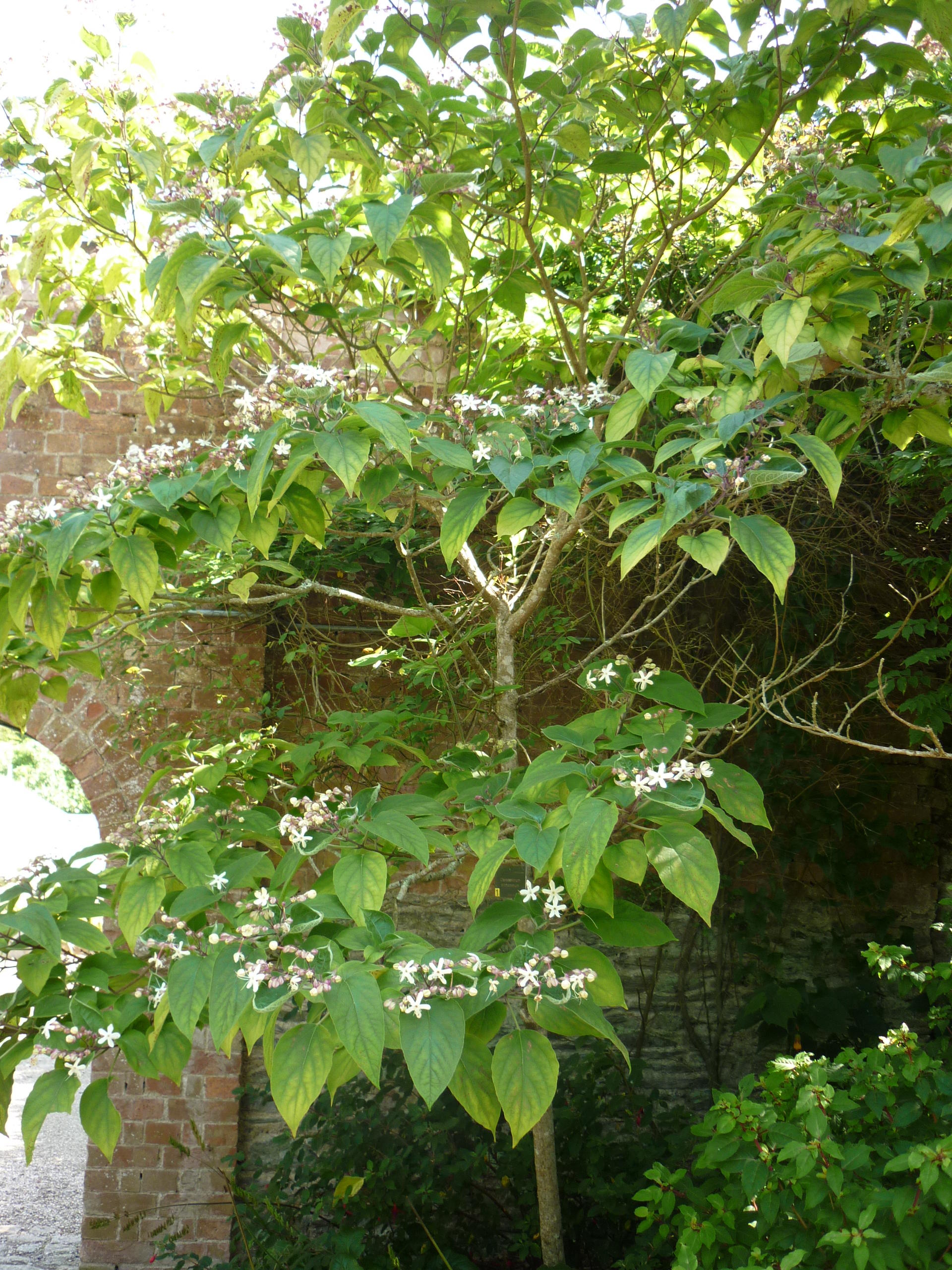 Clerodendrum trichotmum