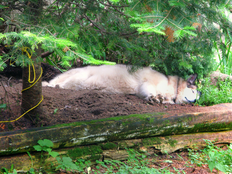 Shhh ... the wolf is sleeping!