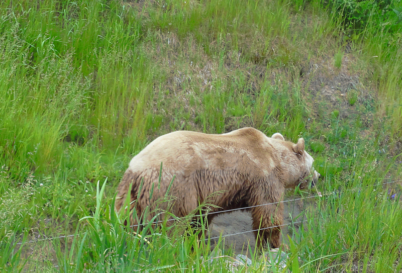 I met a Grizzly along my journey. Ive been a lucky guy!  ;(