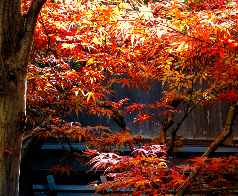 Springtime colors from Japan