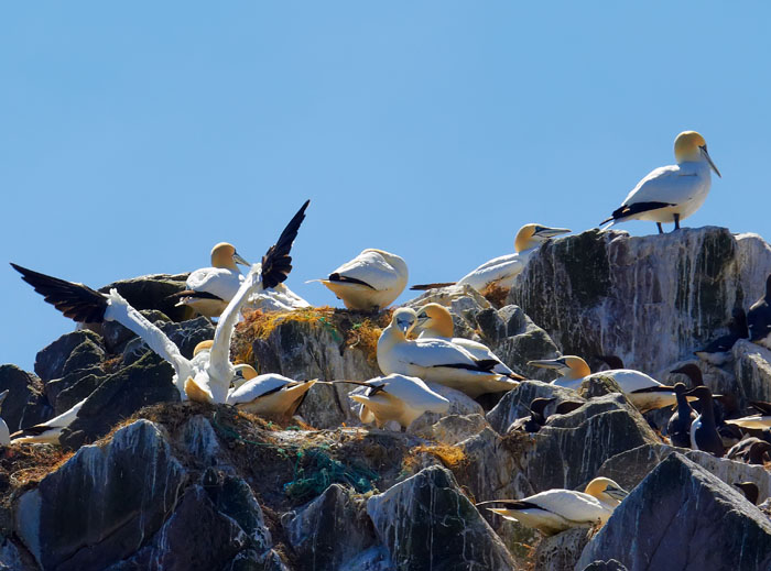 gannets 1.jpg